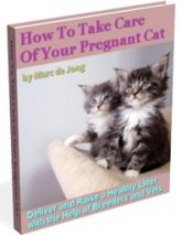 Cat pregnancy symptoms are