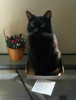 black cat in box on desk
