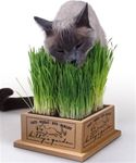 Cat eating grass