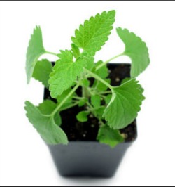 Live catnip plant in container