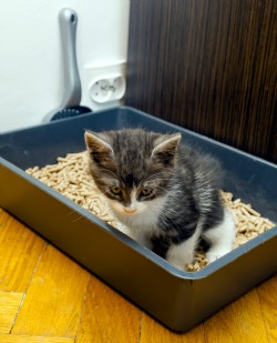 Kitten Litter Box Training Steps